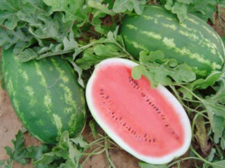 Watermelon - Allsweet Watermelon