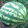 Watermelon - Crimson Sweet - St. Clare Heirloom Seeds
