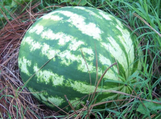 Watermelon - Crimson Sweet - St. Clare Heirloom Seeds