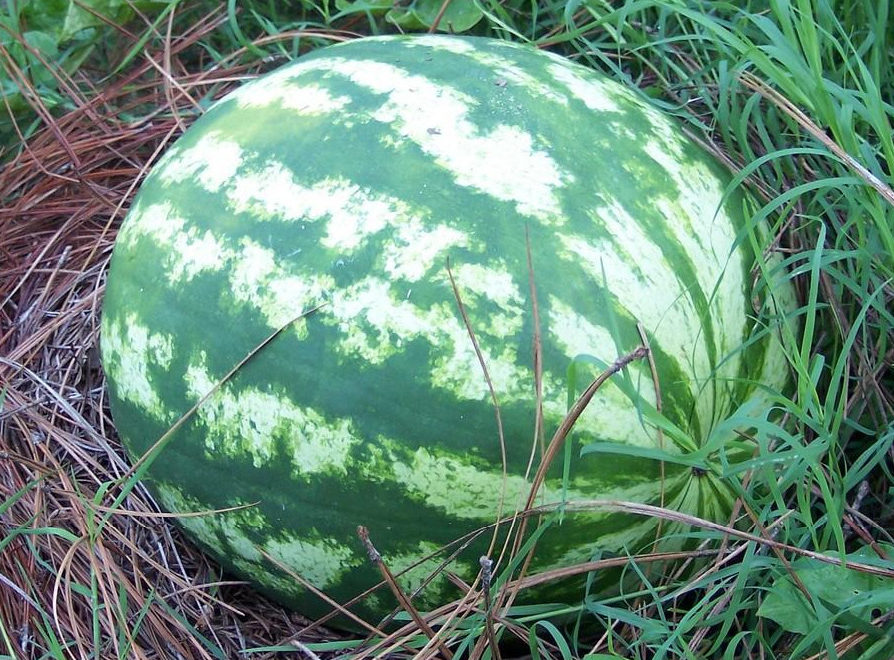 Watermelon - Crimson Sweet - St. Clare Heirloom Seeds