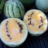 Watermelon - Desert King - St. Clare Heirloom Seeds
