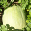 Watermelon - Desert King - St. Clare Heirloom Seeds