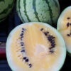 Watermelon - Desert King - St. Clare Heirloom Seeds