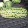 Watermelon - Jubilee - St. Clare Heirloom Seeds