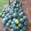 Watermelon - Sugar Baby - St. Clare Heirloom Seeds