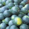 Watermelon - Sugar Baby - St. Clare Heirloom Seeds
