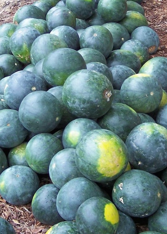 Watermelon - Sugar Baby - St. Clare Heirloom Seeds