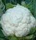 Snowball Y Improved Cauliflower - St. Clare Heirloom Seeds
