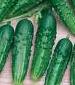 Bush Pickle Cucumber - St. Clare Heirloom Seeds