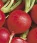 Champion Radish - St. Clare Heirloom Seeds