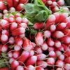 French Breakfast Radish - St. Clare Heirloom Seeds