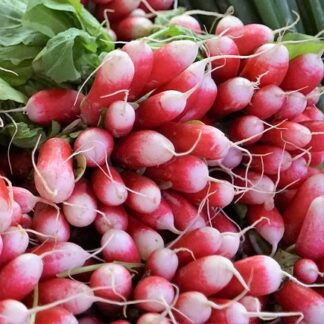 French Breakfast Radish - St. Clare Heirloom Seeds