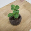 Borage - St. Clare Heirloom Seeds