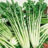 Emerald Catalogna Chicory - St. Clare Heirloom Seeds