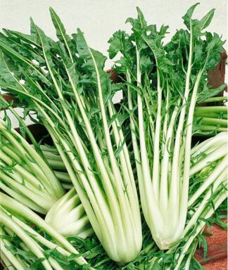 Emerald Catalogna Chicory - St. Clare Heirloom Seeds