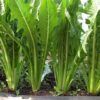 Emerald Catalogna Chicory - St. Clare Heirloom Seeds