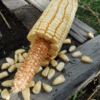 Pencil Cob Non GMO Corn - St. Clare Heirloom Seeds