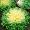 Batavian Full Heart Endive - St. Clare Heirloom Seeds