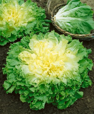 Batavian Full Heart Endive - St. Clare Heirloom Seeds