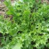 Salad King Endive - St. Clare Heirloom Seeds