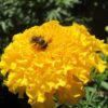 Flower - Marigold - Crackerjack Mix - St. Clare Heirloom Seeds
