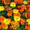 Flower - Marigold - Sparky Mix - St. Clare Heirloom Seeds