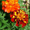 Flower - Marigold - Sparky Mix - St. Clare Heirloom Seeds