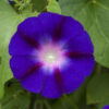 Grandpa Ott Morning Glory - St. Clare Heirloom Seeds