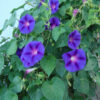 Grandpa Ott Morning Glory - St. Clare Heirloom Seeds