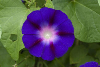 Grandpa Ott Morning Glory - St. Clare Heirloom Seeds