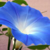 Heavenly Blue Morning Glory - St. Clare Heirloom Seeds