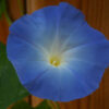 Heavenly Blue Morning Glory - St. Clare Heirloom Seeds