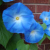 Heavenly Blue Morning Glory - St. Clare Heirloom Seeds Photo Credit PJ Smith