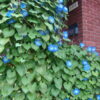 Heavenly Blue Morning Glory - St. Clare Heirloom Seeds Photo Credit PJ Smith