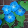 Heavenly Blue Morning Glory - St. Clare Heirloom Seeds Photo Credit PJ Smith