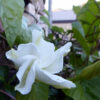 Morning Glory - White Moonflower - St. Clare Heirloom Seeds Photo Credit Julie Butcher