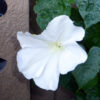 Morning Glory - White Moonflower - St. Clare Heirloom Seeds Photo Credit Julie Butcher