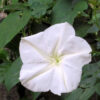 Morning Glory - White Moonflower - St. Clare Heirloom Seeds Photo Credit Julie Butcher