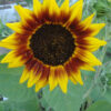 Autumn Beauty Sunflower - St. Clare Heirloom Seeds Photo Credit PJ Smith