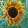 Autumn Beauty Sunflower - St. Clare Heirloom Seeds Photo Credit PJ Smith