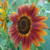 Autumn Beauty Sunflower - St. Clare Heirloom Seeds Photo Credit PJ Smith