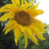 Mammoth Grey Stripe Sunflower - St. Clare Heirloom Seeds