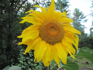 Mammoth Grey Stripe Sunflower - St. Clare Heirloom Seeds