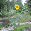 Mammoth Grey Stripe Sunflower - St. Clare Heirloom Seeds