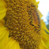 Mammoth Grey Stripe Sunflower - St. Clare Heirloom Seeds
