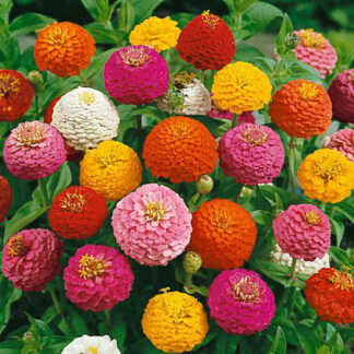 Zinnia - Lilliput Mix - St. Clare Heirloom Seeds