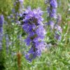 Hyssop - Hyssopus officinalis