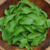 Arugula - Astro - St. Clare Heirloom Seeds