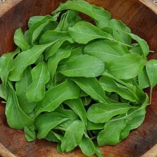 Arugula - Astro - St. Clare Heirloom Seeds