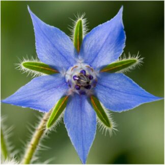 Herb - Borage - St. Clare Heirloom Seeds